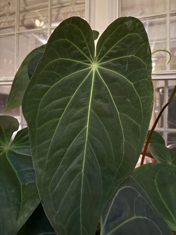 Anthurium magnificum x papillilaminum mother plant