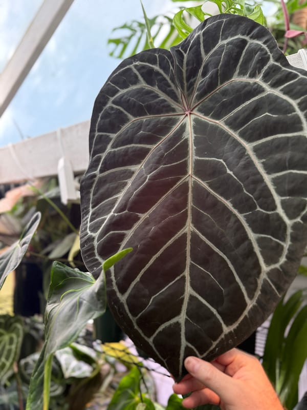 "Tim Anderson In Memoriam" x 'Tim's Black' mother plant, photo 2 of 2