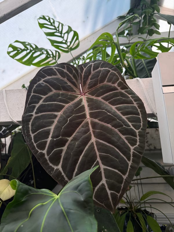 "Tim Anderson In Memoriam" x 'Tim's Black' mother plant, photo 1 of 2