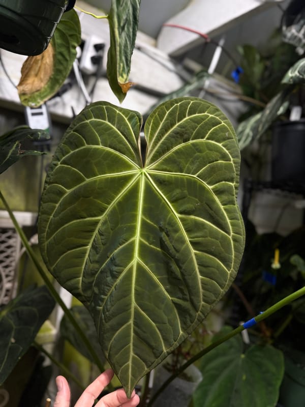 Anthurium magnificum "Mickey" mother plant, photo 2 of 4