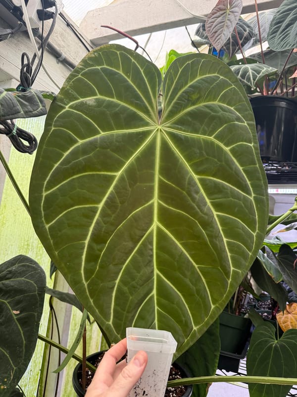 Anthurium magnificum "Mickey" mother plant, photo 3 of 4