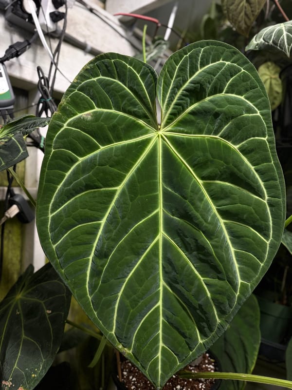 Anthurium magnificum "Mickey" mother plant, photo 4 of 4