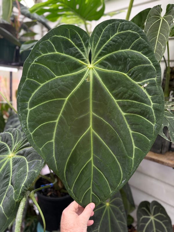 Anthurium magnificum "Mickey" mother plant, photo 1 of 4