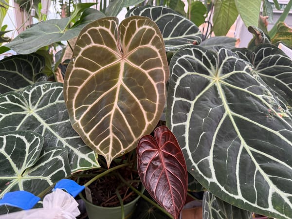 "Michelle" x "Zara" mother plant, photo 2 of 3