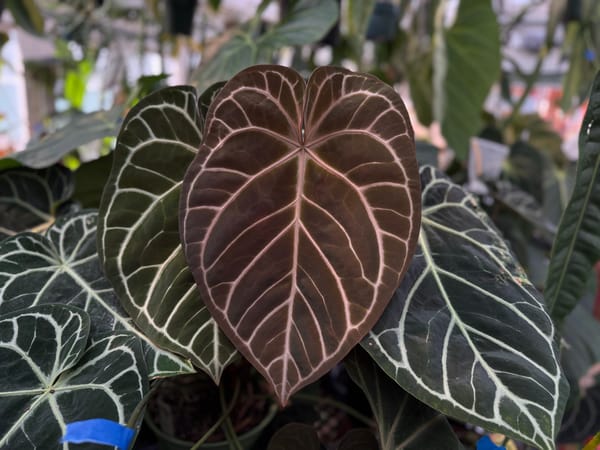 "Michelle" x "Zara" mother plant, photo 3 of 3