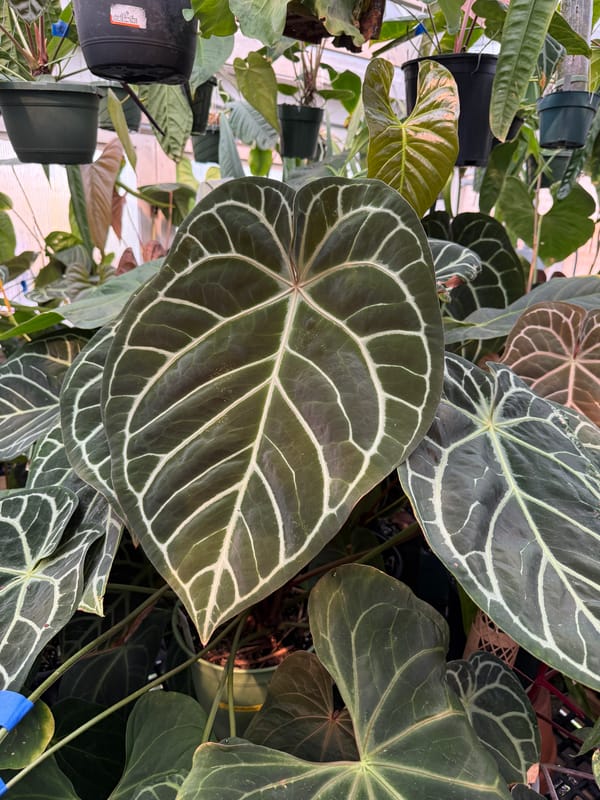 "Michelle" x "Zara" mother plant, photo 1 of 3