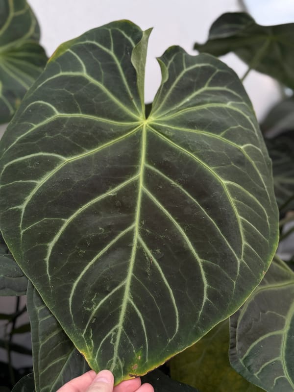 Anthurium magnificum "Norte" mother plant, photo 2 of 2
