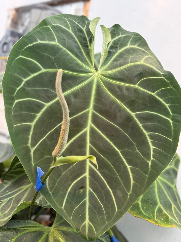 Anthurium magnificum "Norte" mother plant, photo 1 of 2