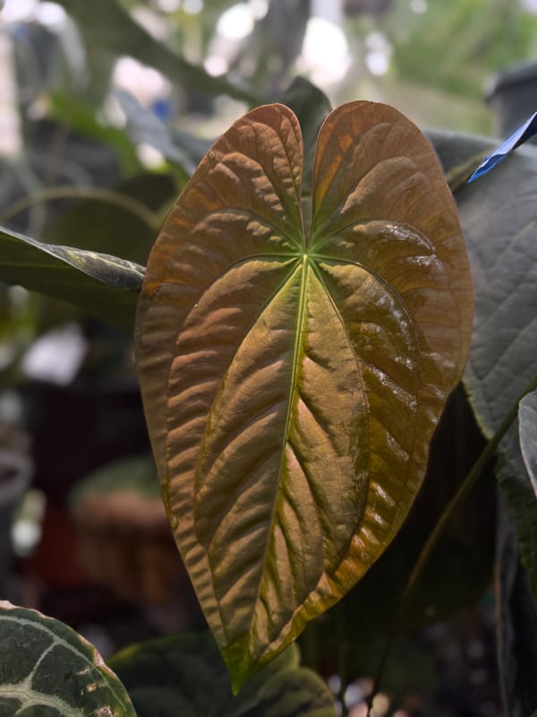 Anthurium papillilaminum RA8x5 mother plant, photo 2 of 5