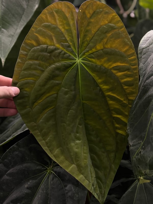 Anthurium papillilaminum RA8x5 mother plant, photo 3 of 5