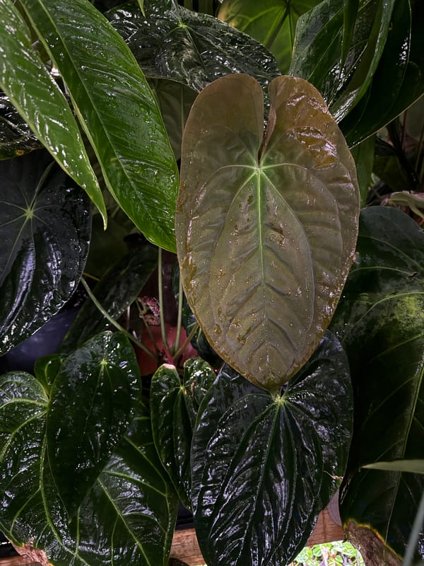 Anthurium papillilaminum RA8x5 mother plant, photo 4 of 5