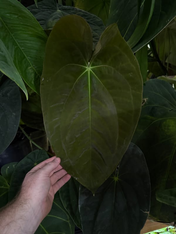 Anthurium papillilaminum RA8x5 mother plant, photo 5 of 5