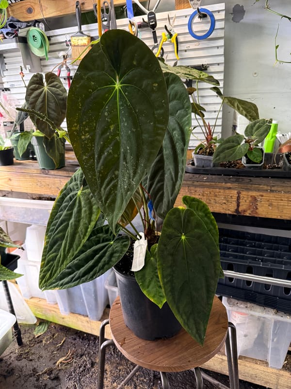 Anthurium papillilaminum RA8x5 mother plant, photo 1 of 5