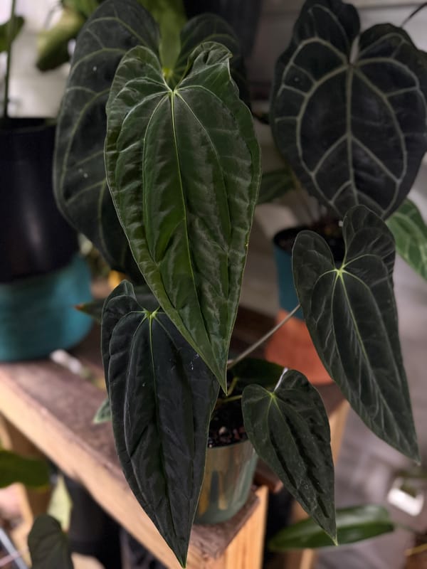 (papillilaminum "Gatorskin" x aff besseae) x papillilaminum 8x5 mother plant