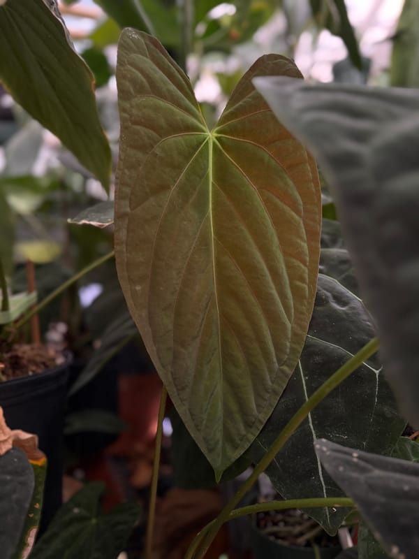 Anthurium papillilaminum "Colon" mother plant, photo 2 of 2