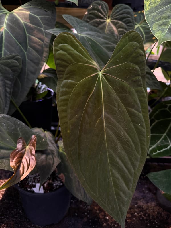 Anthurium papillilaminum "Colon" mother plant, photo 1 of 2