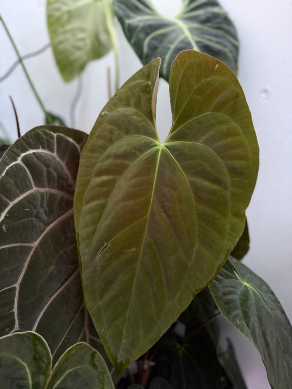 Anthurium papillilaminum "Gatorskin" x aff besseae mother plant, photo 1 of 4
