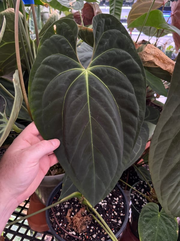 Anthurium papillilaminum "Gatorskin" x aff besseae mother plant, photo 3 of 4