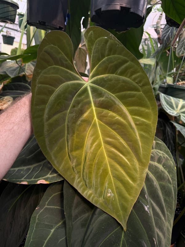 Anthurium papillilaminum "Gatorskin" x aff besseae mother plant, photo 2 of 4