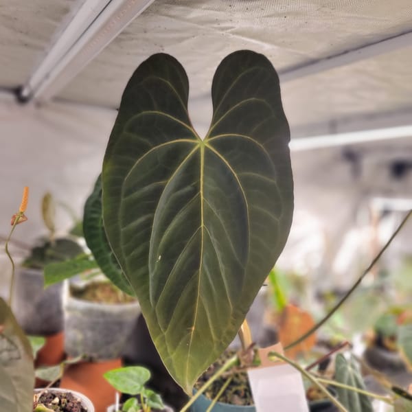 Anthurium papillilaminum "Gatorskin" x aff besseae mother plant, photo 4 of 4