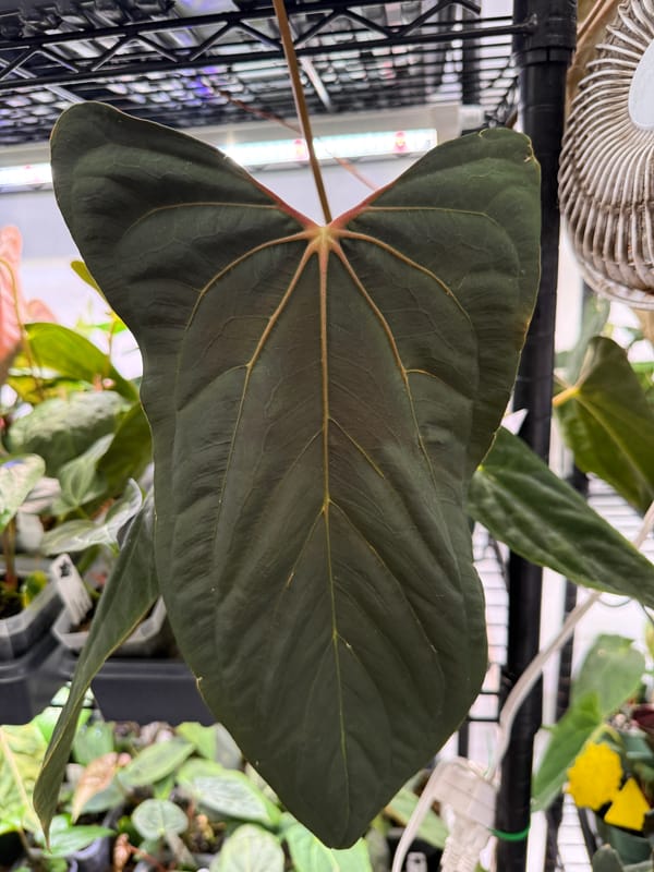 Anthurium papillilaminum "RL" x self mother plant, photo 3 of 3