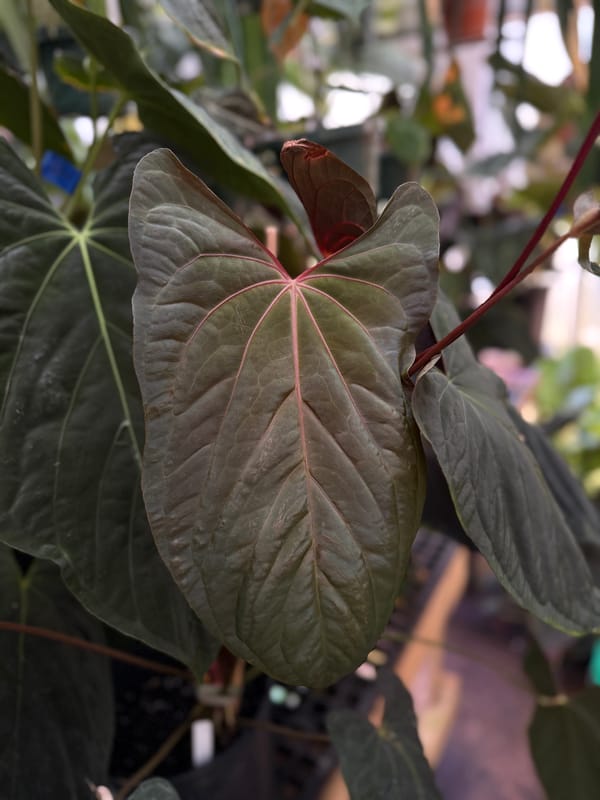 Anthurium papillilaminum "RL" x self mother plant, photo 1 of 3