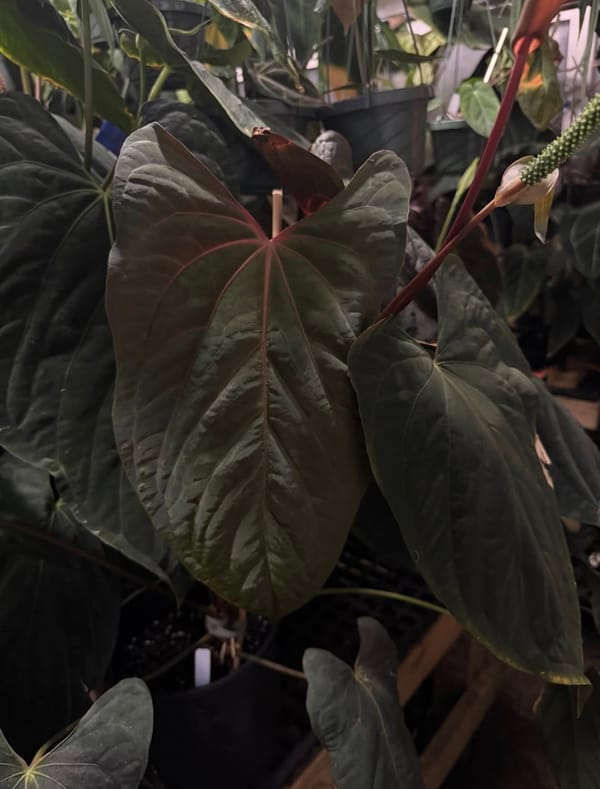 Anthurium papillilaminum "RL" x self mother plant, photo 2 of 3