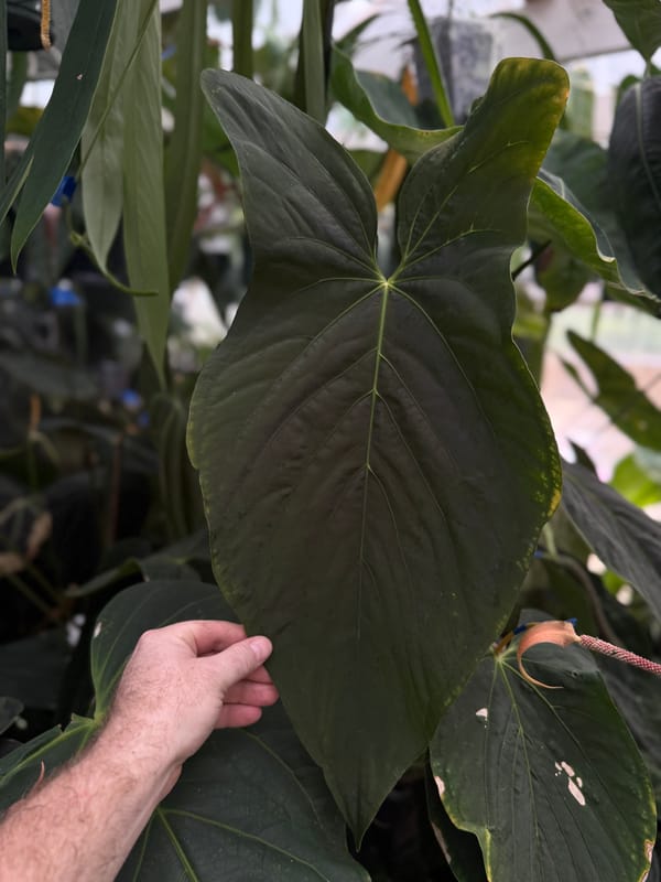 papillilaminum x sp trilobe mother plant, photo 2 of 4