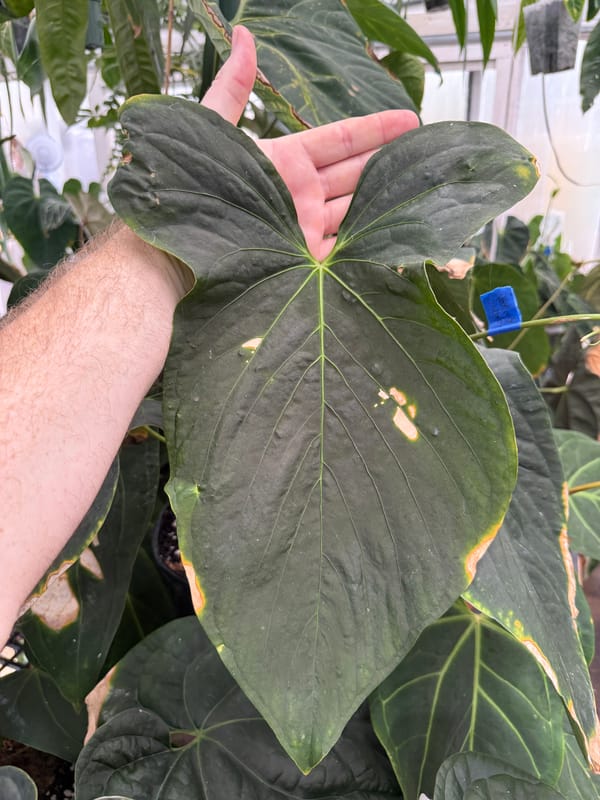 papillilaminum x sp trilobe mother plant, photo 3 of 4