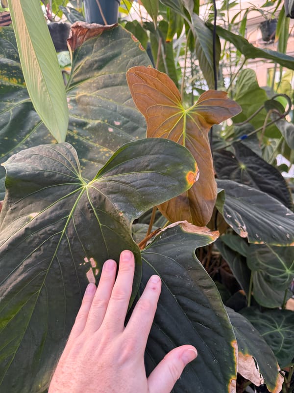 papillilaminum x sp trilobe mother plant, photo 4 of 4