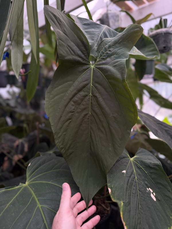 papillilaminum x sp trilobe mother plant, photo 1 of 4