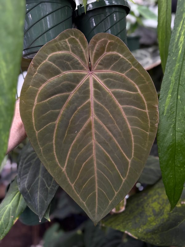 "Phenix" mother plant, photo 2 of 6