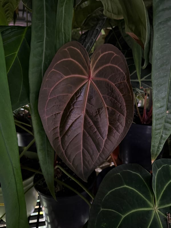 "Phenix" mother plant, photo 3 of 6