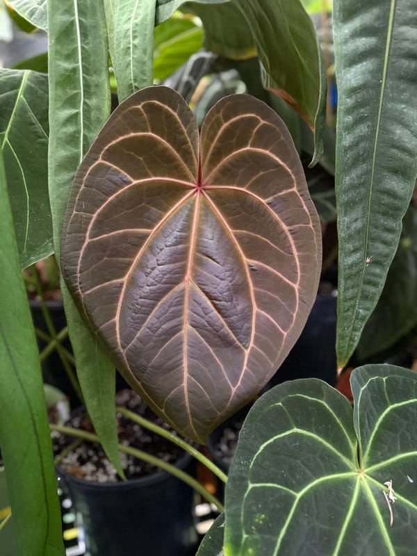 "Phenix" mother plant, photo 4 of 6