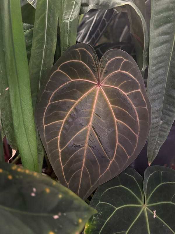 "Phenix" mother plant, photo 5 of 6