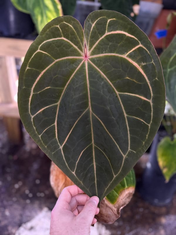 "Phenix" mother plant, photo 6 of 6