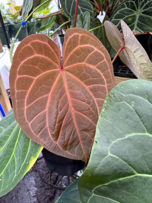 "Phenix" mother plant, photo 1 of 6
