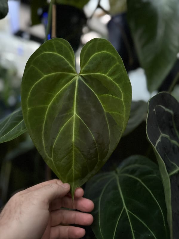 "Parrot Feathers" x 'Tim's Black' mother plant