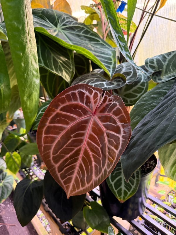 SKG 'Pink Lemonade' mother plant, photo 2 of 3