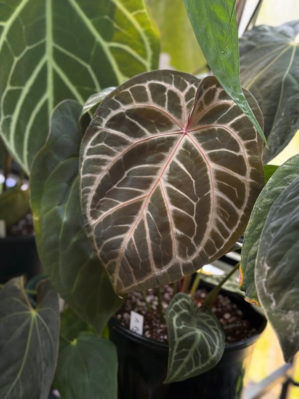 SKG 'Pink Lemonade' mother plant, photo 1 of 3