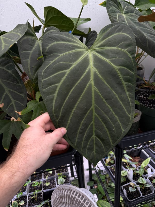 SKG 'Pink Lemonade' x Rio Clarorense wild hybrid mother plant, photo 2 of 2