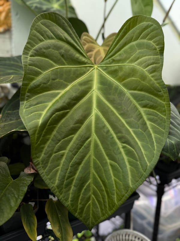SKG 'Pink Lemonade' x Rio Clarorense wild hybrid mother plant, photo 1 of 2