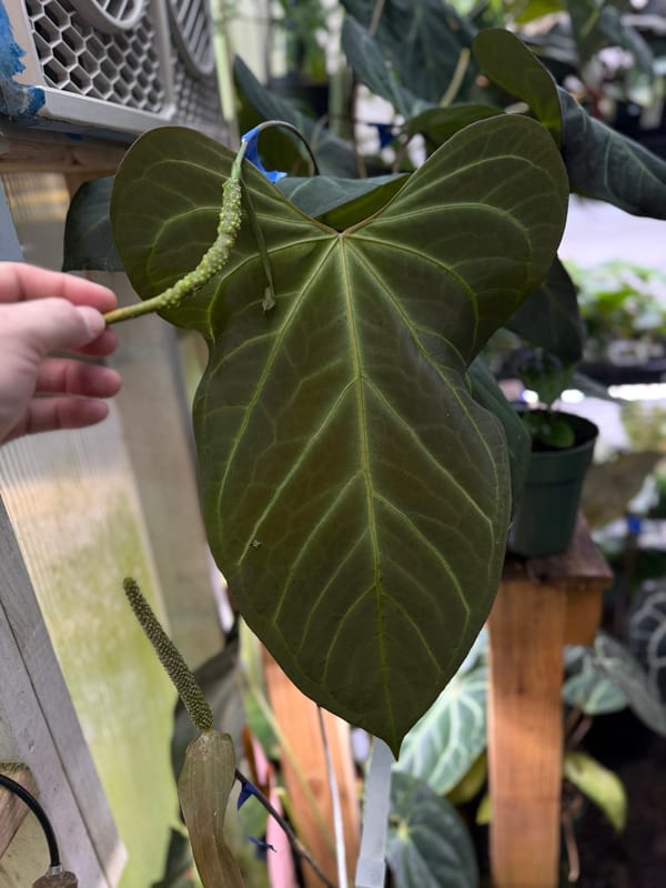 portillae x Rio Clarorense wild hybrid mother plant, photo 2 of 7