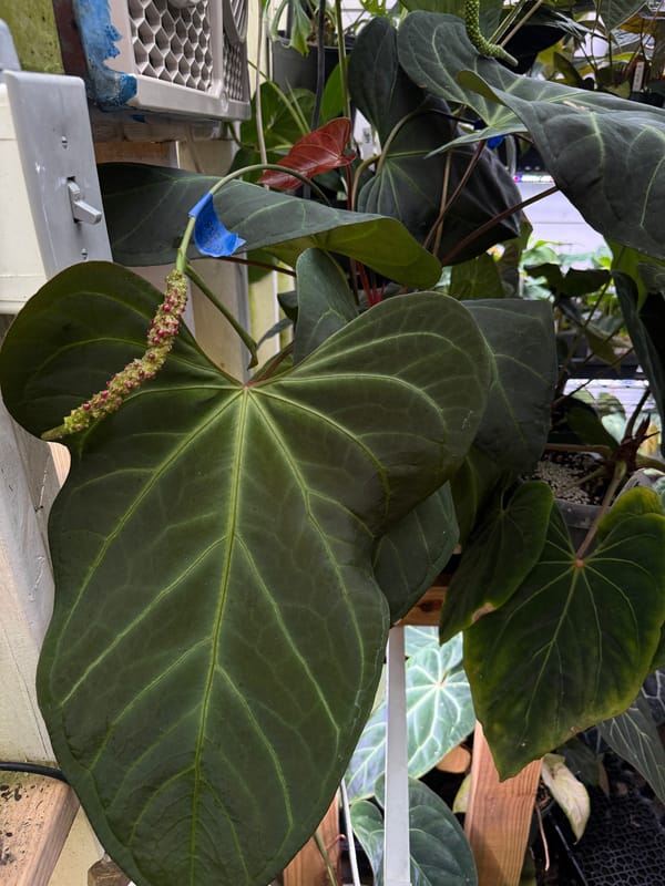 portillae x Rio Clarorense wild hybrid mother plant, photo 3 of 7