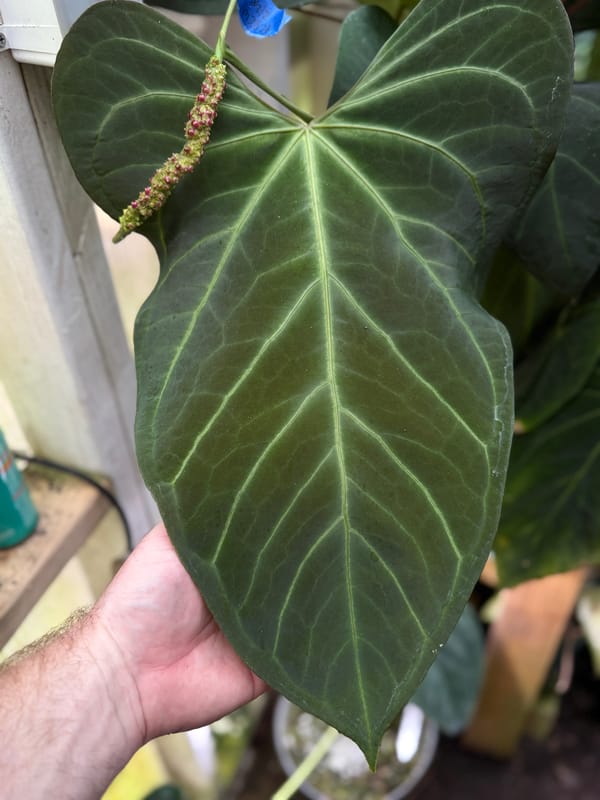 portillae x Rio Clarorense wild hybrid mother plant, photo 4 of 7