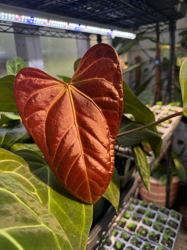 portillae x Rio Clarorense wild hybrid mother plant, photo 5 of 7