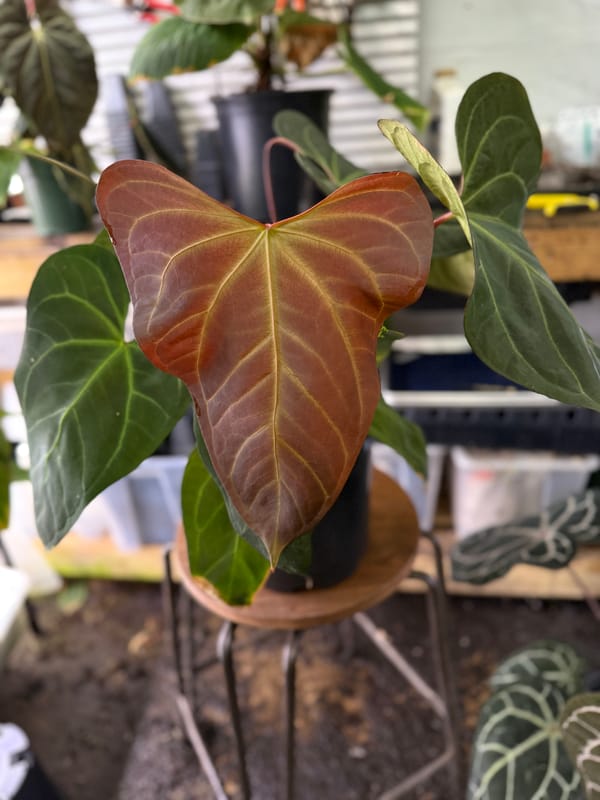 portillae x Rio Clarorense wild hybrid mother plant, photo 6 of 7