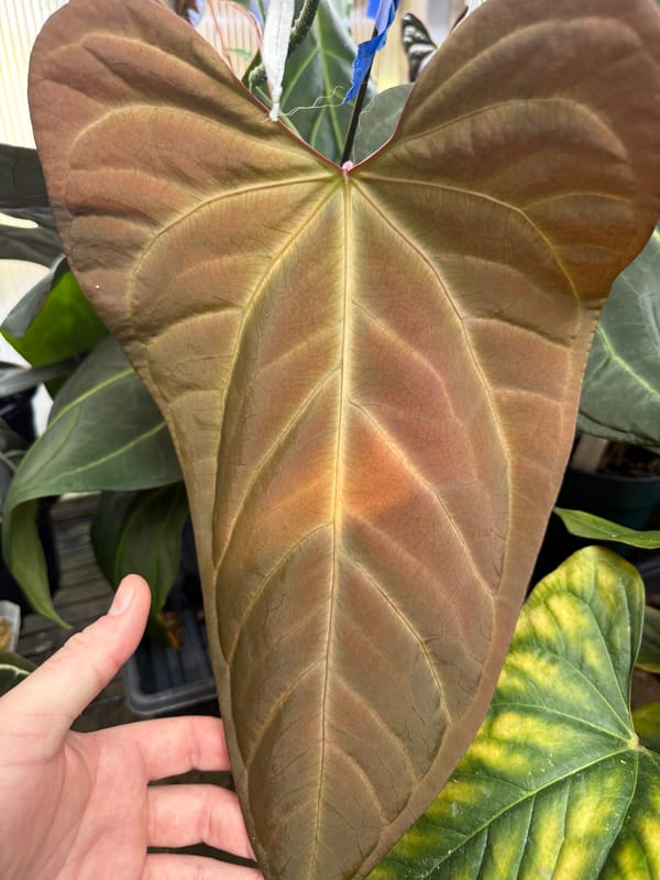 portillae x Rio Clarorense wild hybrid mother plant, photo 1 of 7