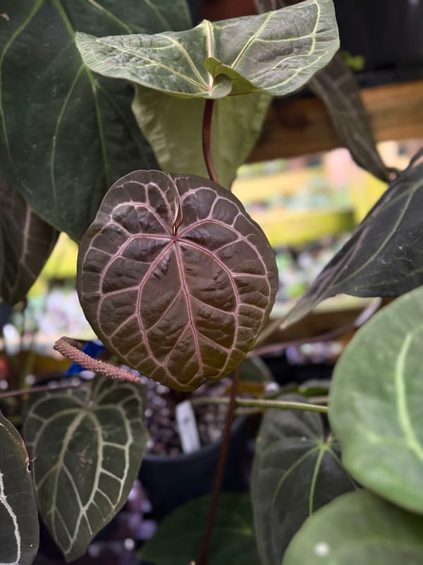 "Tim Anderson Memoriam" x 'Tim's Black' mother plant, photo 2 of 2