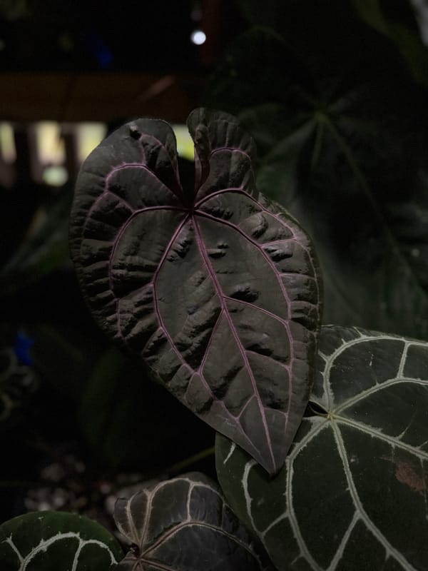 "Tim Anderson Memoriam" x 'Tim's Black' mother plant, photo 1 of 2